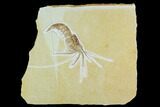 Phenomenal, Fossil Shrimp (Aeger) - Solnhofen Limestone #129306-1